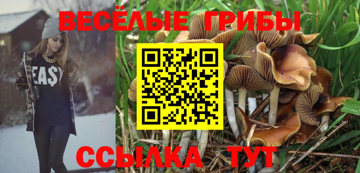 Псилоцибиновые грибы Psilocybine cubensis Сальск